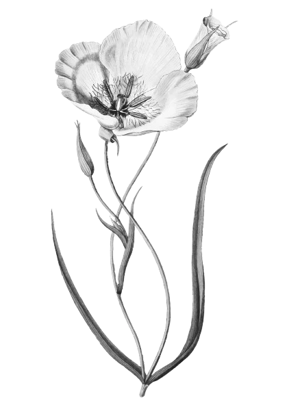 Fiori Freschi